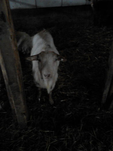 IMG_20141128_122351 - oile mele