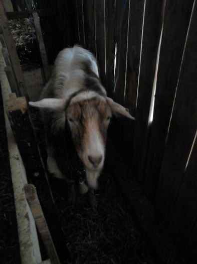 IMG_20141128_122429 - oile mele