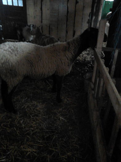 IMG_20141128_122440 - oile mele