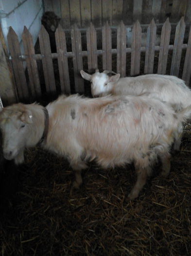 IMG_20141128_122447 - oile mele