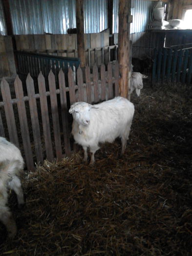 IMG_20141128_122452 - oile mele