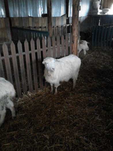 IMG_20141128_122454 - oile mele