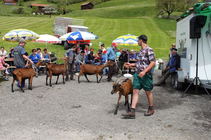 Parada Alpinelor-1 - Rase de oi si capre-Poze deosebite-1