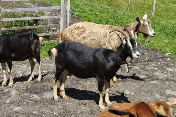 Toggenburg si Alpina Britanica