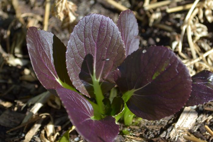 Tatsoi F1 red - De vanzare seminte -legume-mirodenii-flori-arbori
