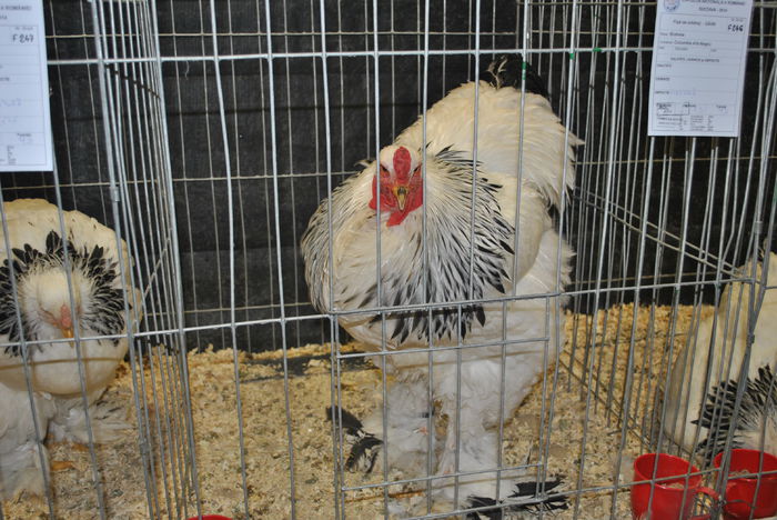 DSC_0087 - expo nationala 2014 suceava