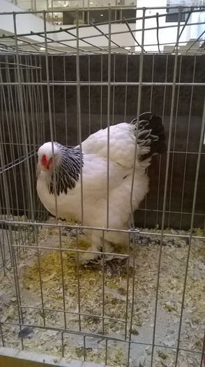 WP_20141128_004
