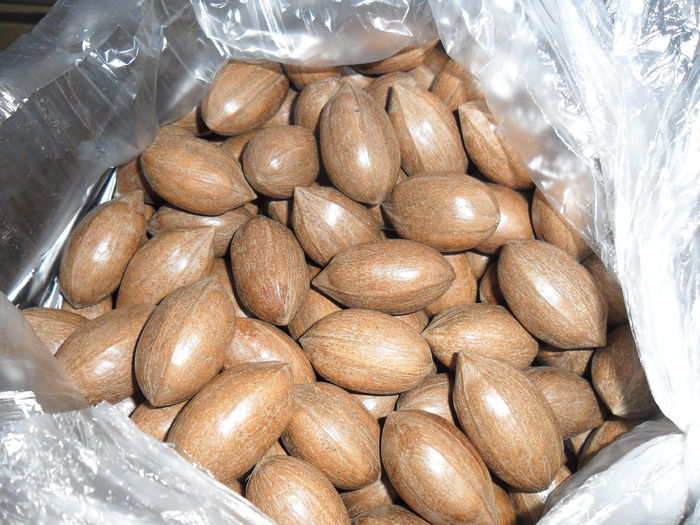 pecan culese - Cateva plante din colectia personala din gradina si altele la vanzare