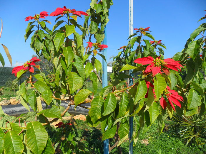 poinsettia de gradina