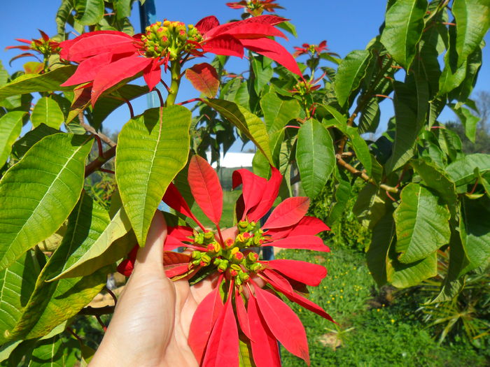 poinsetta de gradina 2