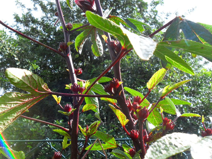 hibiscus sabdariffa infloriti