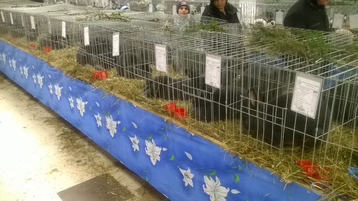 WP_20141130_044 - Expozitia Nationala Suceava 28-30 noiembrie 2014