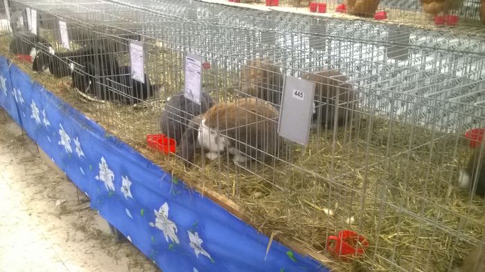 WP_20141130_049 - Expozitia Nationala Suceava 28-30 noiembrie 2014