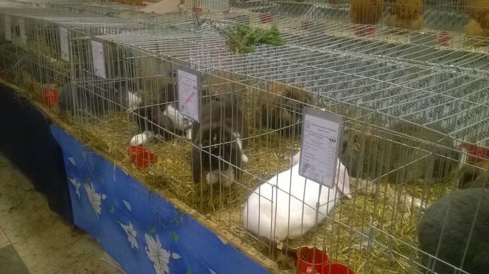 WP_20141130_050 - Expozitia Nationala Suceava 28-30 noiembrie 2014