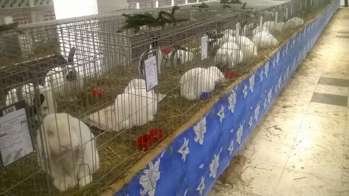 WP_20141130_051 - Expozitia Nationala Suceava 28-30 noiembrie 2014