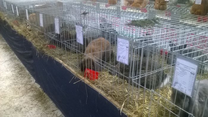 WP_20141130_052 - Expozitia Nationala Suceava 28-30 noiembrie 2014
