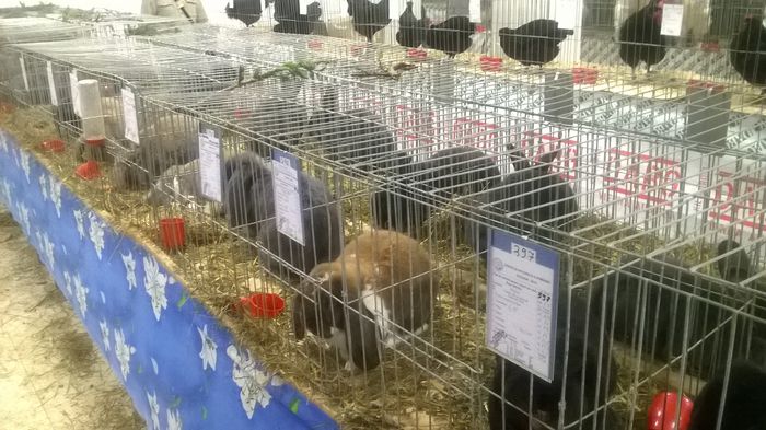 WP_20141130_055 - Expozitia Nationala Suceava 28-30 noiembrie 2014