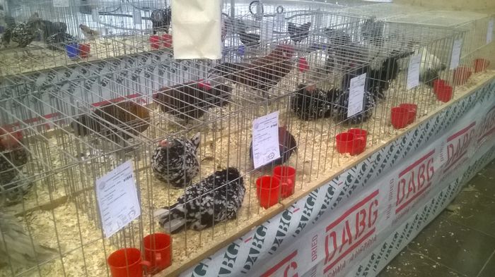 WP_20141130_058 - Expozitia Nationala Suceava 28-30 noiembrie 2014