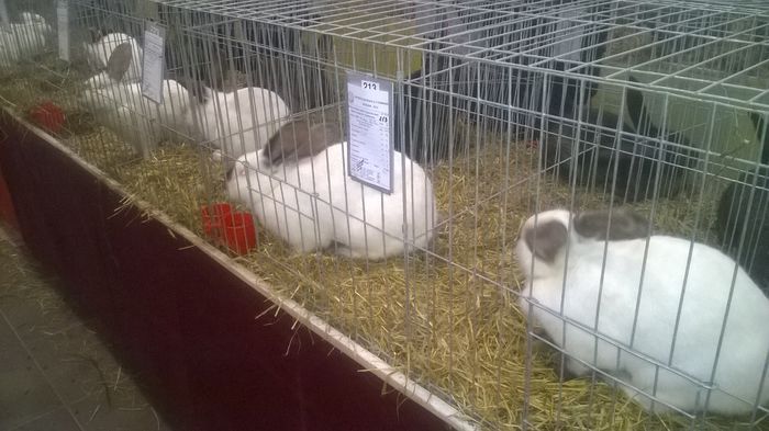 WP_20141130_060 - Expozitia Nationala Suceava 28-30 noiembrie 2014