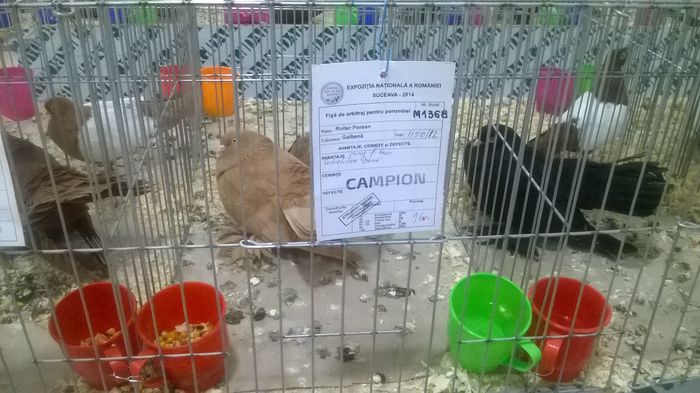 WP_20141130_082 - Expozitia Nationala Suceava 28-30 noiembrie 2014