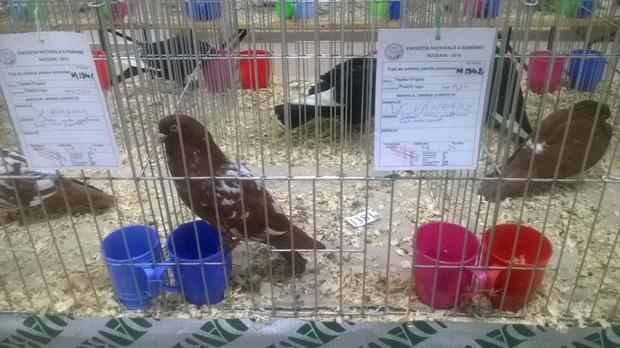 WP_20141130_083 - Expozitia Nationala Suceava 28-30 noiembrie 2014