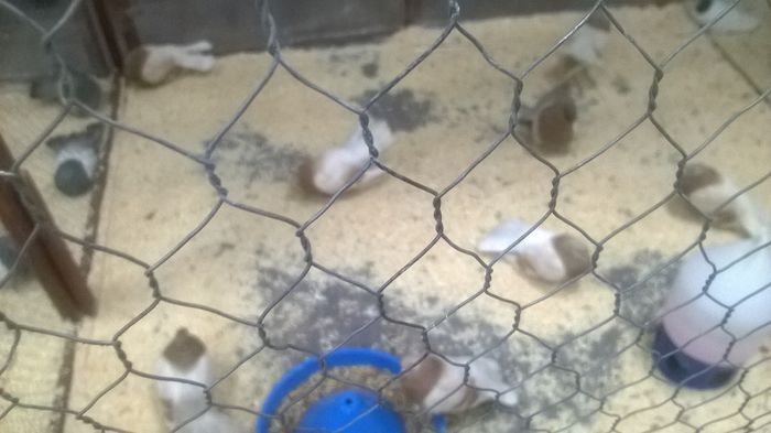 WP_20141130_096 - Expozitia Nationala Suceava 28-30 noiembrie 2014