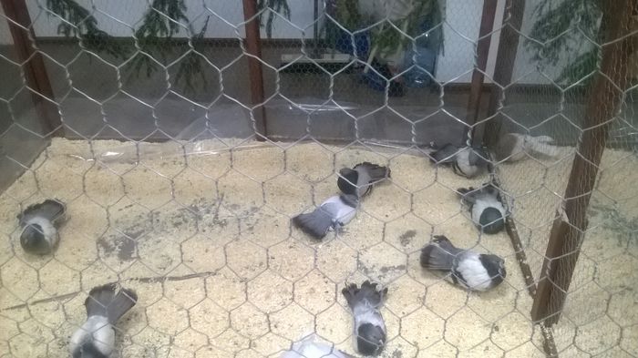 WP_20141130_097 - Expozitia Nationala Suceava 28-30 noiembrie 2014