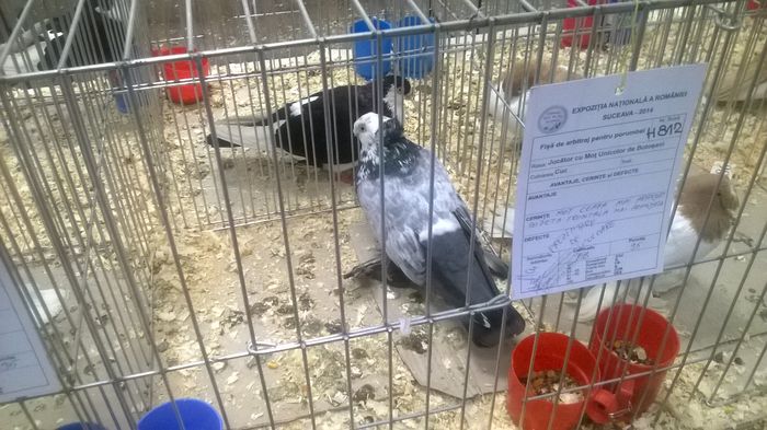 WP_20141130_102 - Expozitia Nationala Suceava 28-30 noiembrie 2014