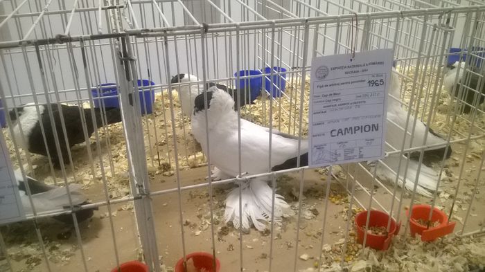 WP_20141130_108 - Expozitia Nationala Suceava 28-30 noiembrie 2014