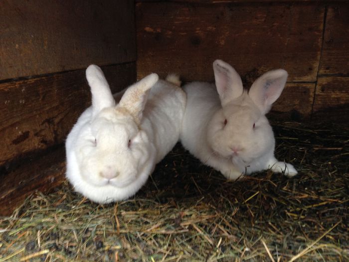 Prima aventura cu femela 3