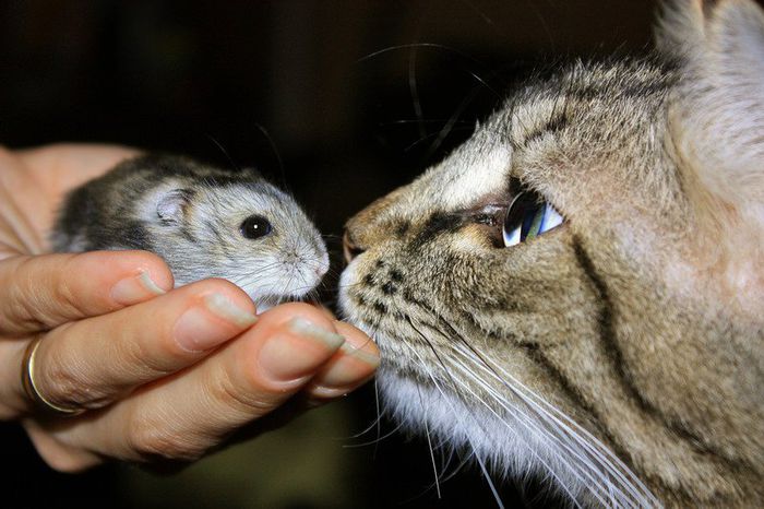 pisica 1 - PENSIUNE FELINA-cazare pisici