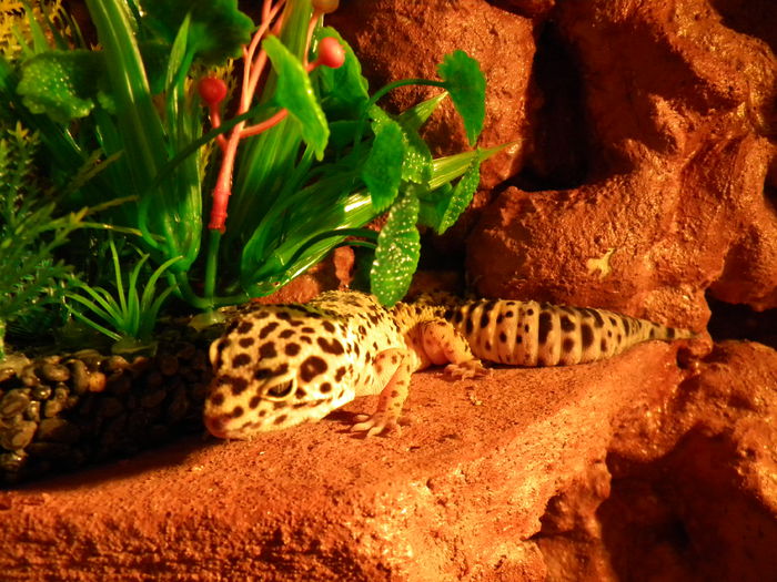 Picture 157 - Gecko Leopard