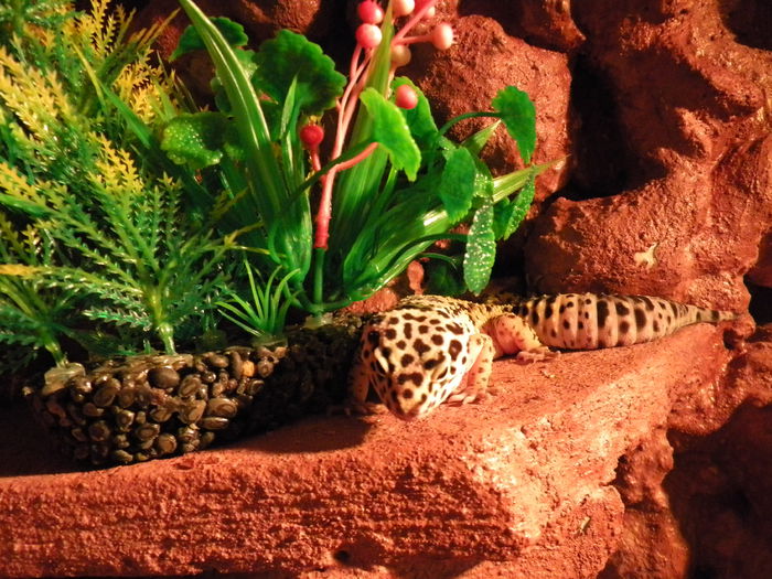 Picture 161 - Gecko Leopard