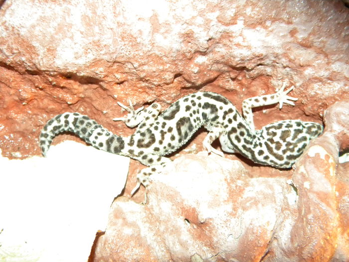 Picture 171 - Gecko Leopard