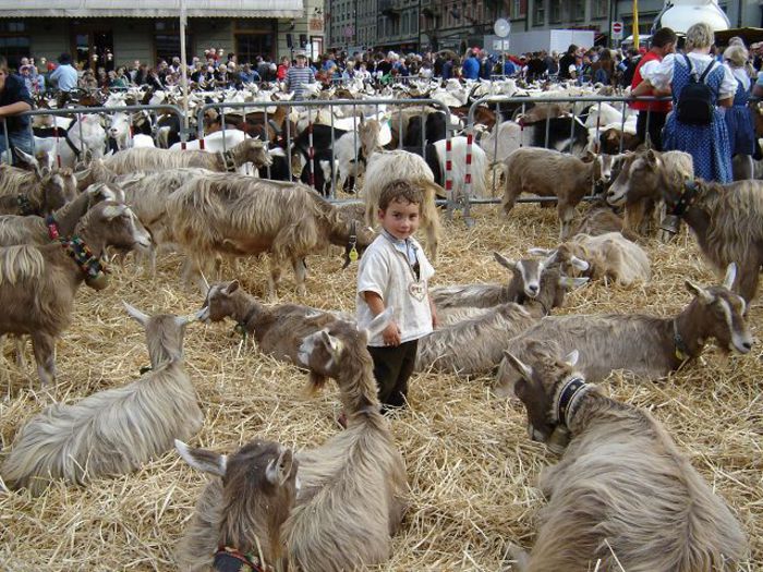 Baietelul mic cu caprele Toggenburg