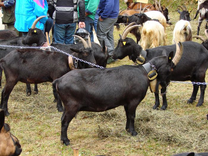 Capre Nera-Verzasca - Rase de oi si capre-Poze deosebite-3