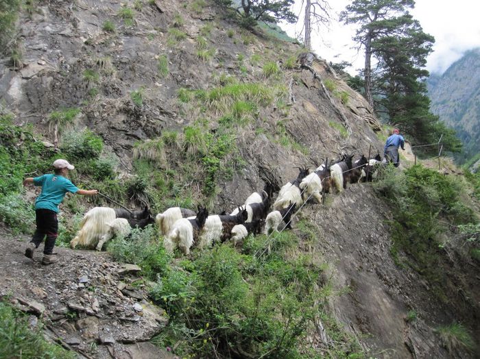 Pe carari de munte - Rase de oi si capre-Poze deosebite-3