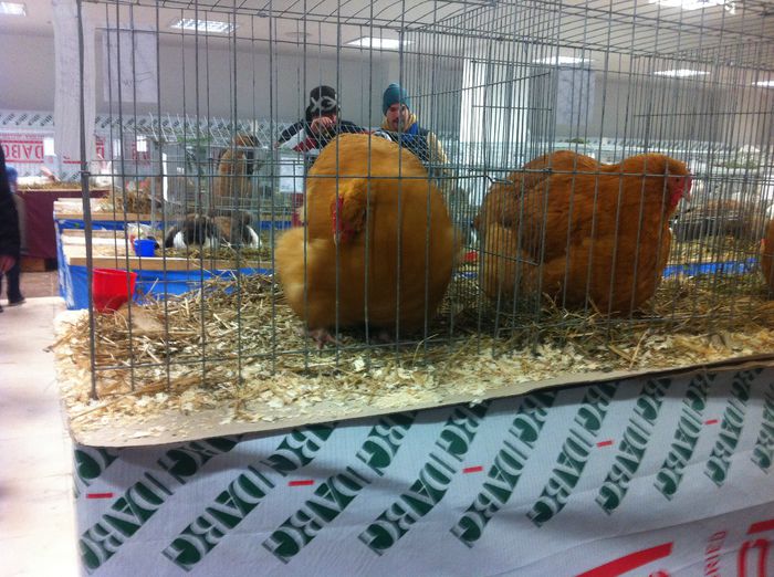 image - Expozitie nationala Suceava 2014