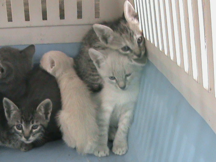 003= tatal si mama sunt cei de mai sus,mama a murit a 2-a zi dupa ce i-am gasit eu,au ramas orfani
