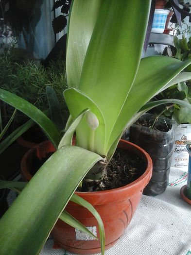 20141122_121411; Hematanthus cu bobocel
