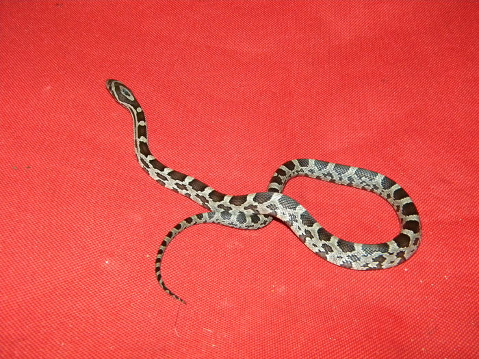 Picture 097 - Sarpe Corn Snake-Anerythristic