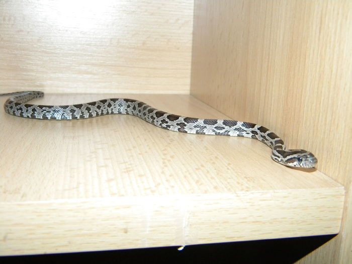 Picture 099 - Sarpe Corn Snake-Anerythristic