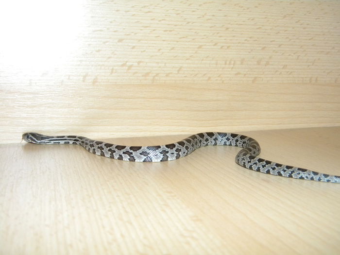 Picture 104 - Sarpe Corn Snake-Anerythristic