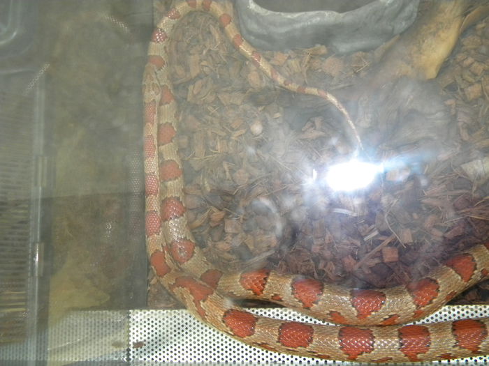 Picture 182 - Corn Snake