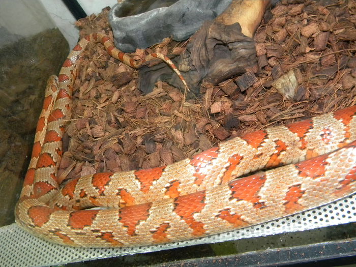 Picture 183 - Corn Snake