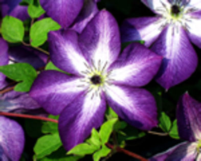 Clematis Venosa Violacea,ok