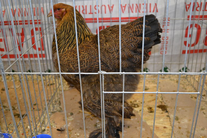 DSC_0177 - E xpo Nationala Suceava 2014