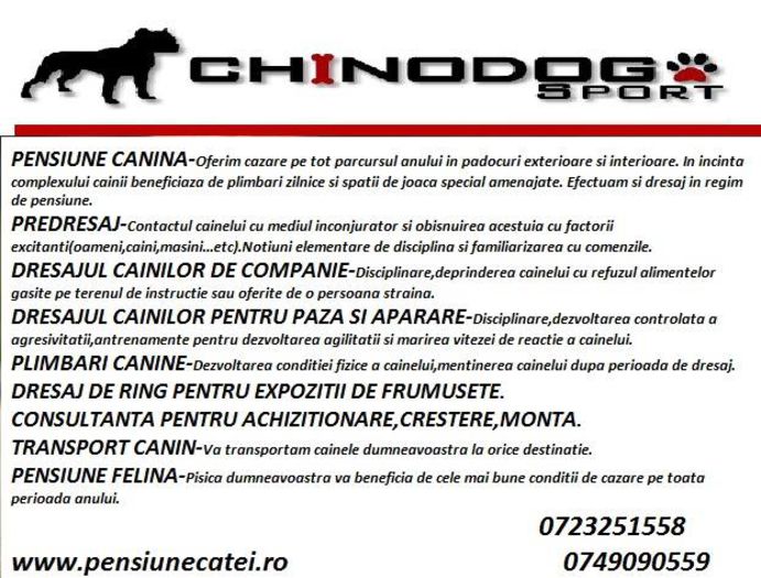 flyer2 - Scoala de dresaj CHINODOG SPORT Ploiesti