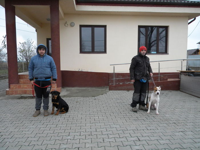 Picture 073 - Scoala de dresaj CHINODOG SPORT Ploiesti