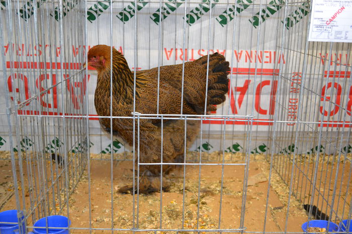 DSC_0184 - E xpo Nationala Suceava 2014